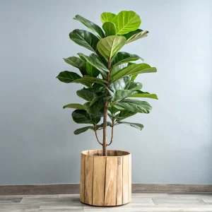 Fiddle Leaf Fig Tree